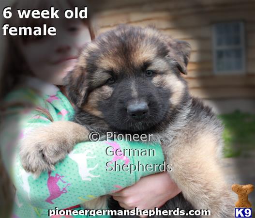 GiantGSDs Picture 3